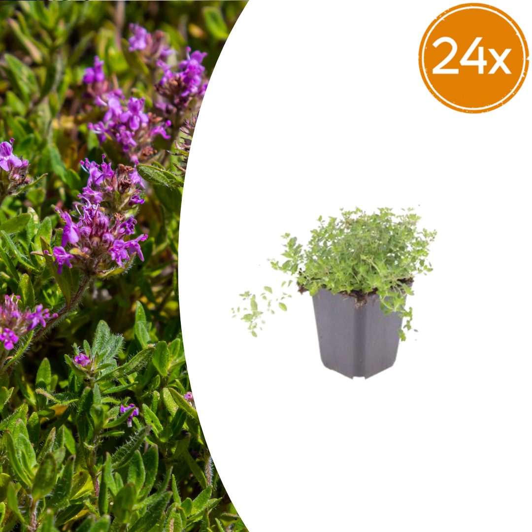 🌿 Thymus serpyllum – Winterharde Kruiptijm Bodembedekker (24 stuks)