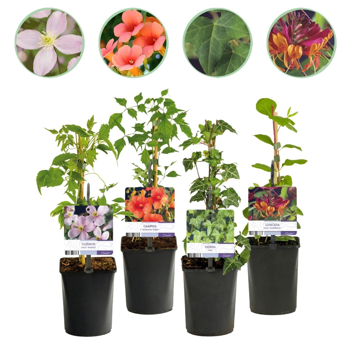 🌈 Klimplanten Mix ‘Rainbow’ (4 Stuks)