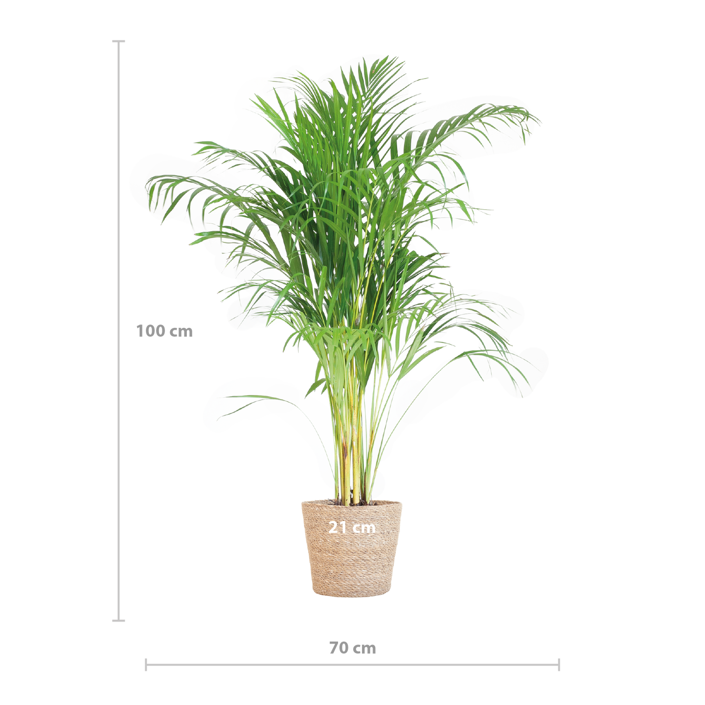 🌴 Dypsis lutescens – Areca Palm | Luchtzuiverende Goudpalm in Sofia Mand