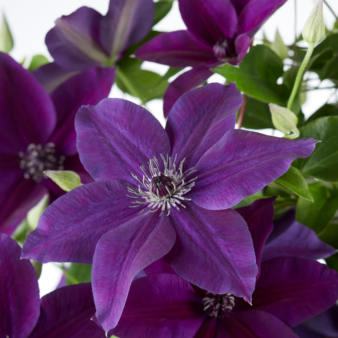 🌸 Clematis Double Up ‘Barnadine + Masa’ – Dubbelbloeiende Clematis Mix