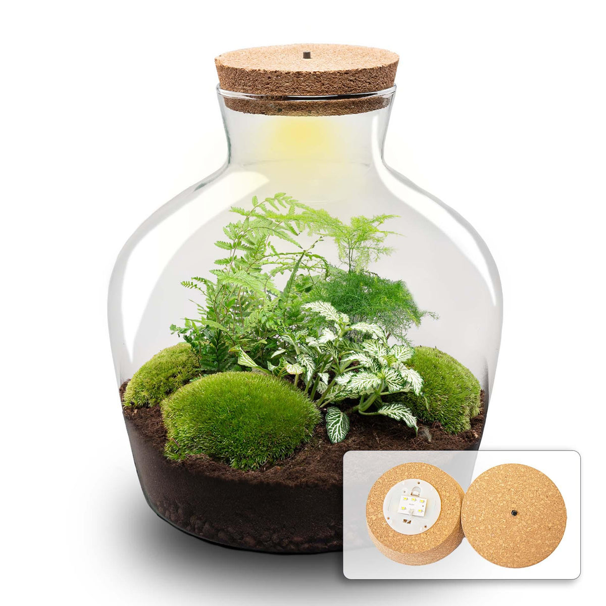 💡 DIY Plantenterrarium met Verlichting – Fat Joe Green