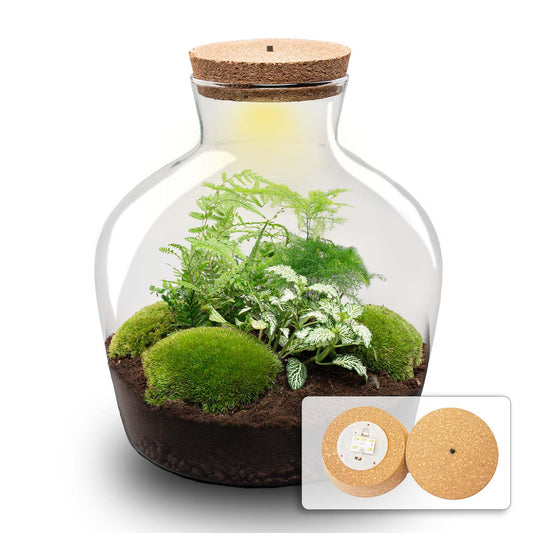💡 DIY Plantenterrarium met Verlichting – Fat Joe Green
