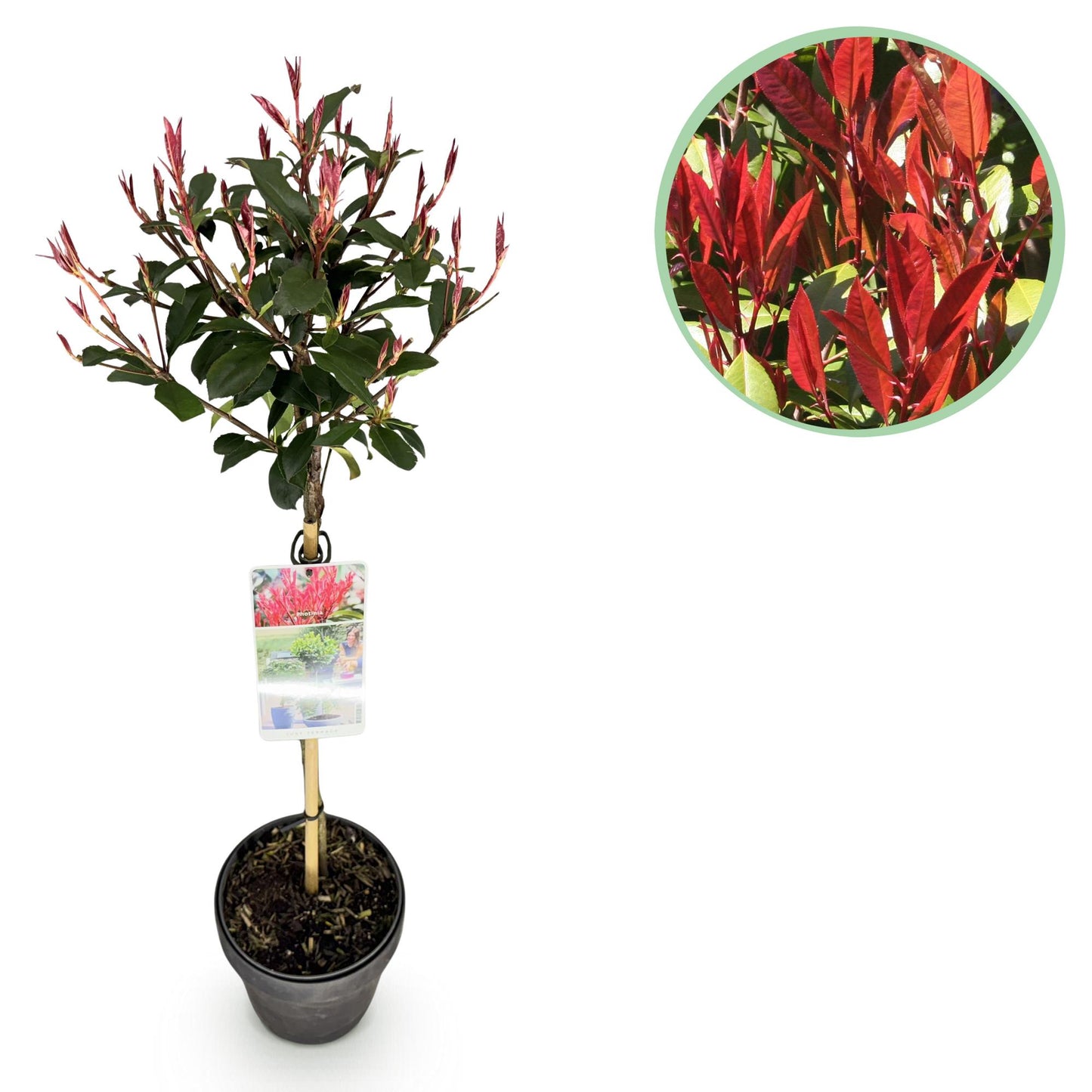 🌿 Photinia fraseri ‘Carré Rouge’ | Terrasplant (XL)