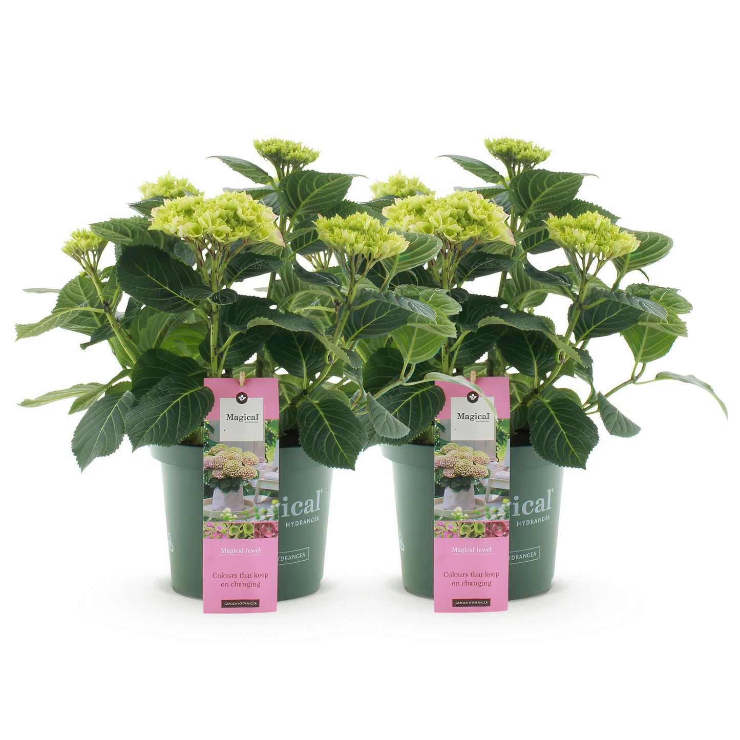 🌸 Hydrangea ‘Magical Jewel Pink’ – Roze Hortensia | (2 stuks)