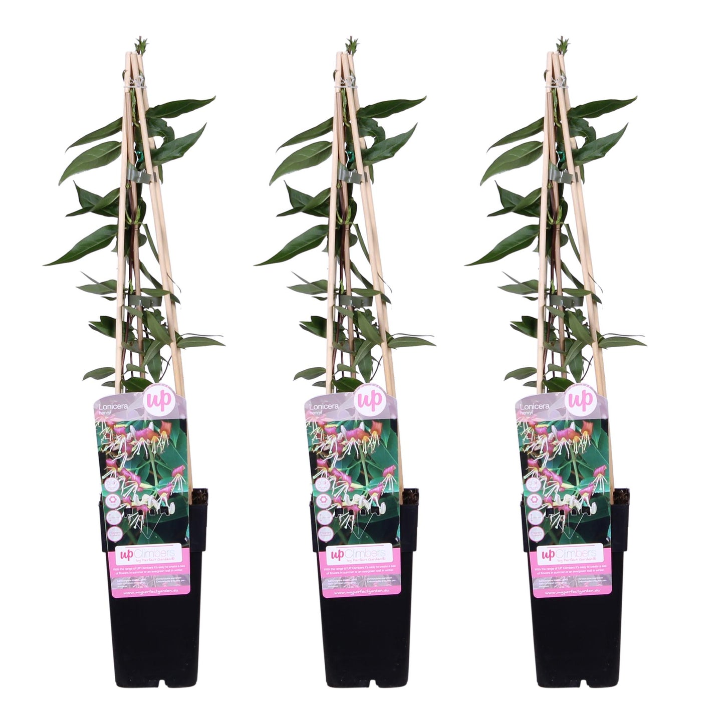🌿 Lonicera henryi – Kamperfoelie (3 Stuks)