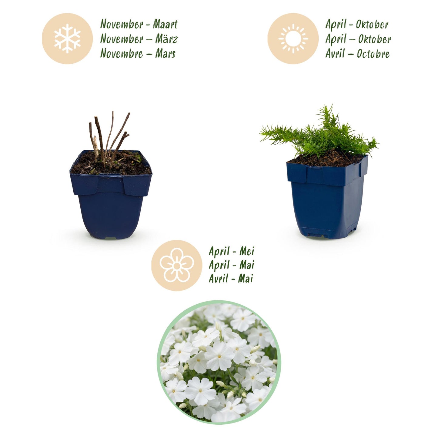🌿 Phlox subulata 'Maischnee' – Witte Vlambloem | 3 stuks