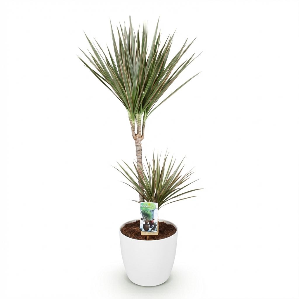 🌿 Dracaena Marginata Bicolor – Drakenbloedboom met Witte Pot