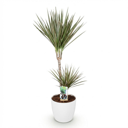 🌿 Dracaena Marginata Bicolor – Drakenbloedboom met Witte Pot
