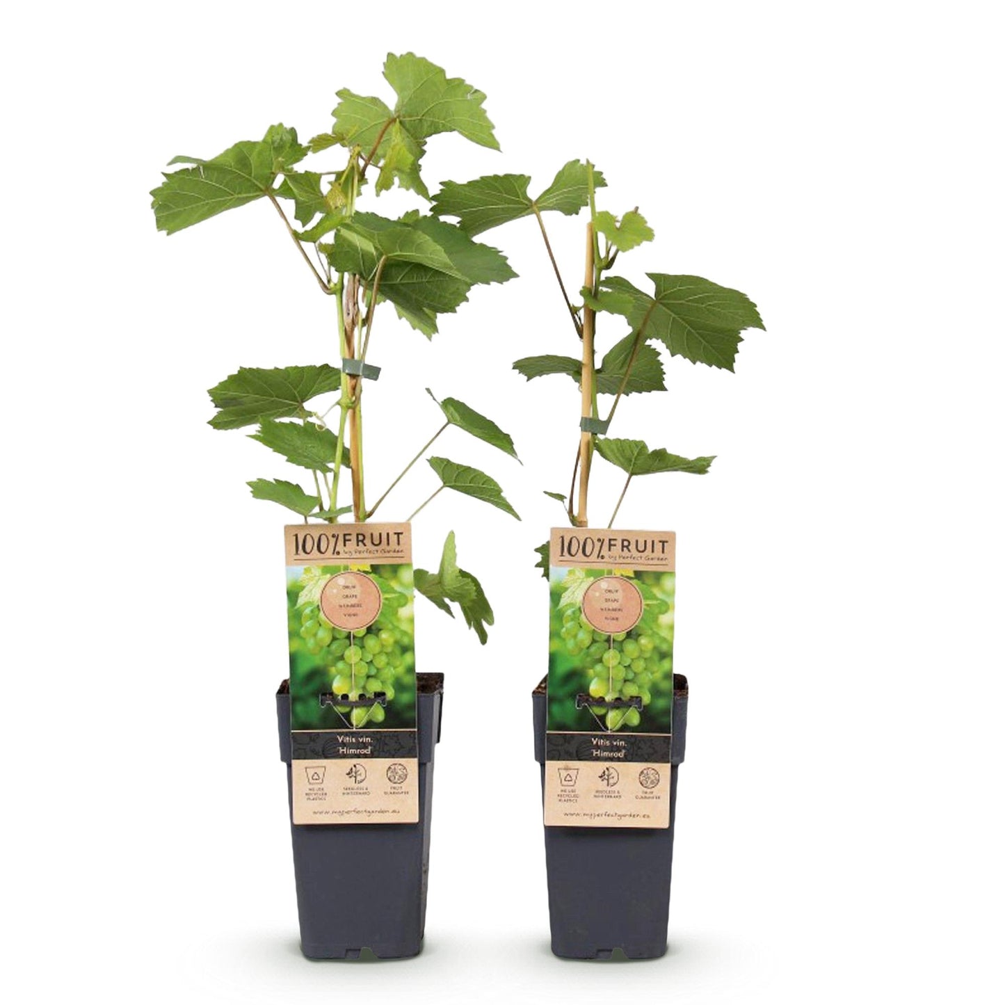 🍇 Vitis vinifera ‘Himrod’ – Witte Pitloze Druif (2 Stuks)