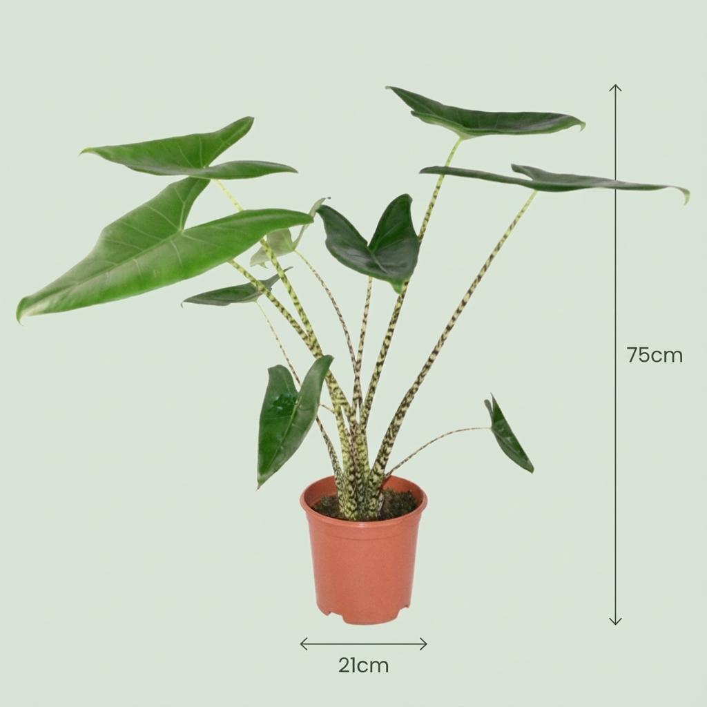 🌿 Alocasia Zebrina | Olifantsoor met Witte Pot