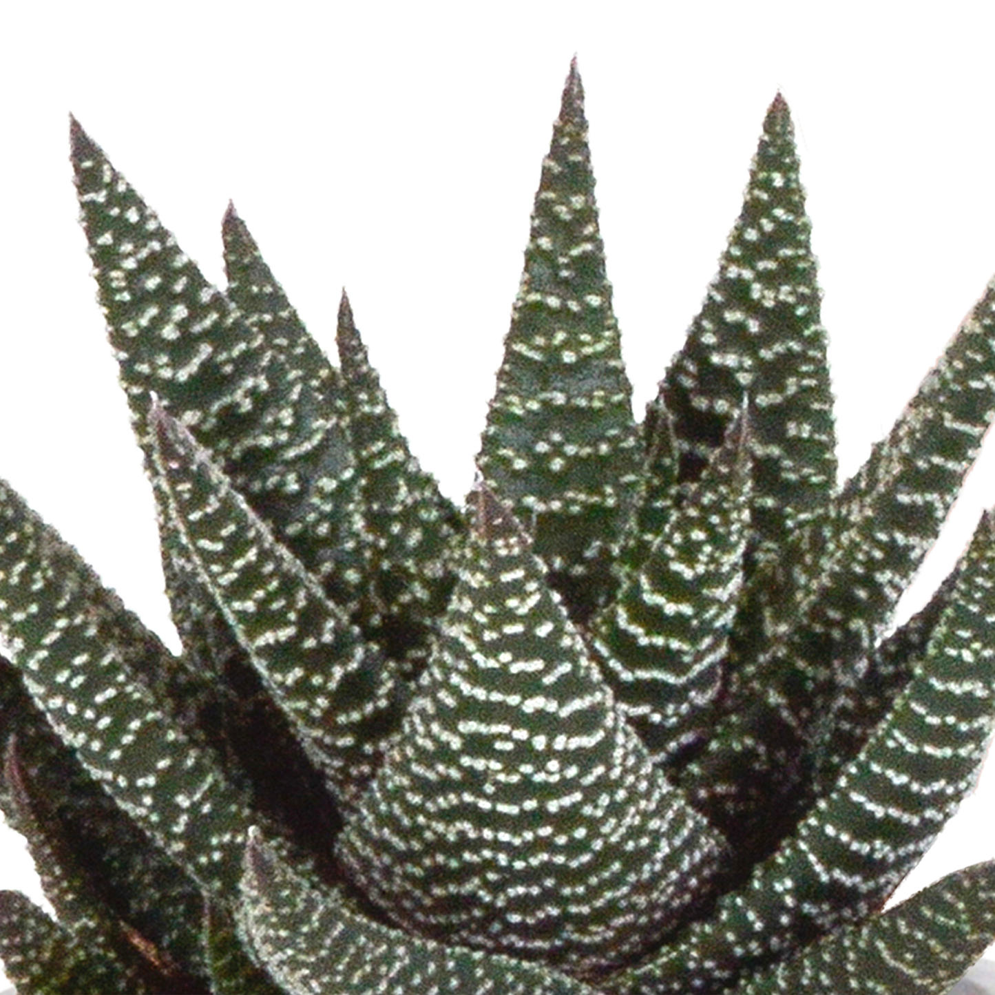🌵 Gasteria & Haworthia Mix – Terracotta pot (3 stuks)
