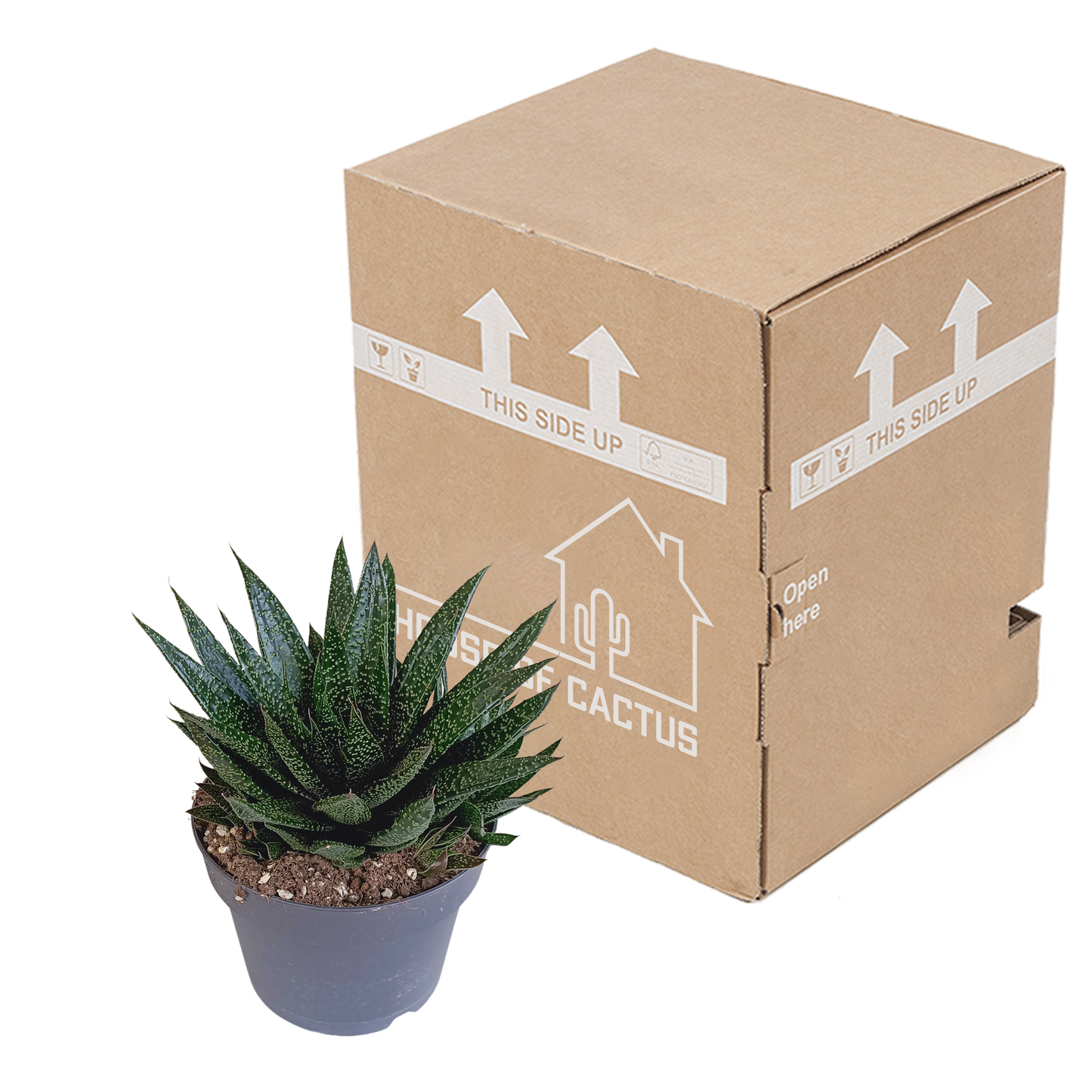 🌵 Gasteria ‘d Due’ – Compacte vetplant