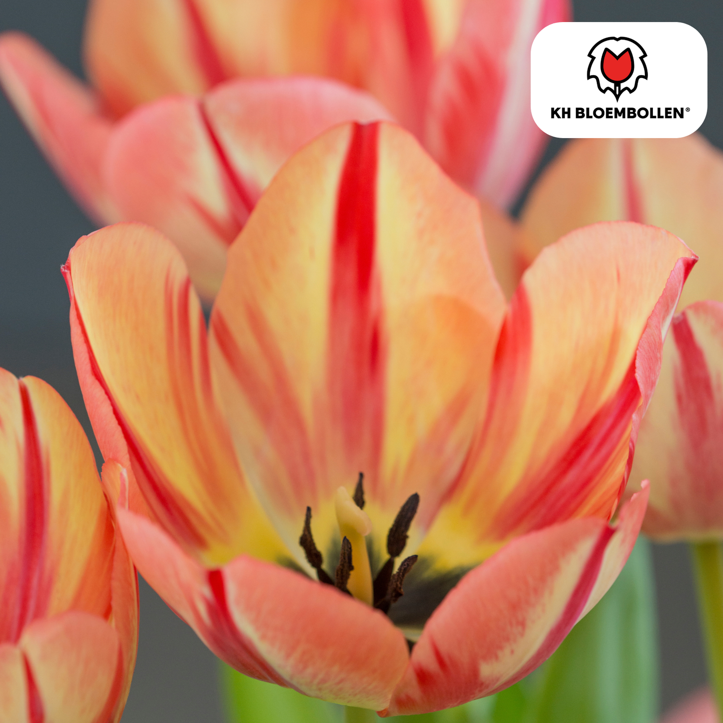 🌷 Tulpenbollen ‘Spring Break’ – Rood-Oranje Tulp (20 Stuks)