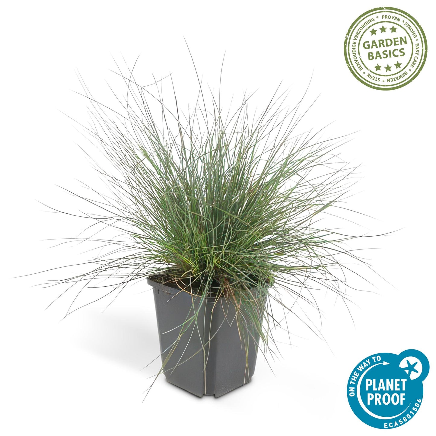 🌾 Festuca glauca ‘Elijah Blue’ | Blauw Siergras (48 Stuks)