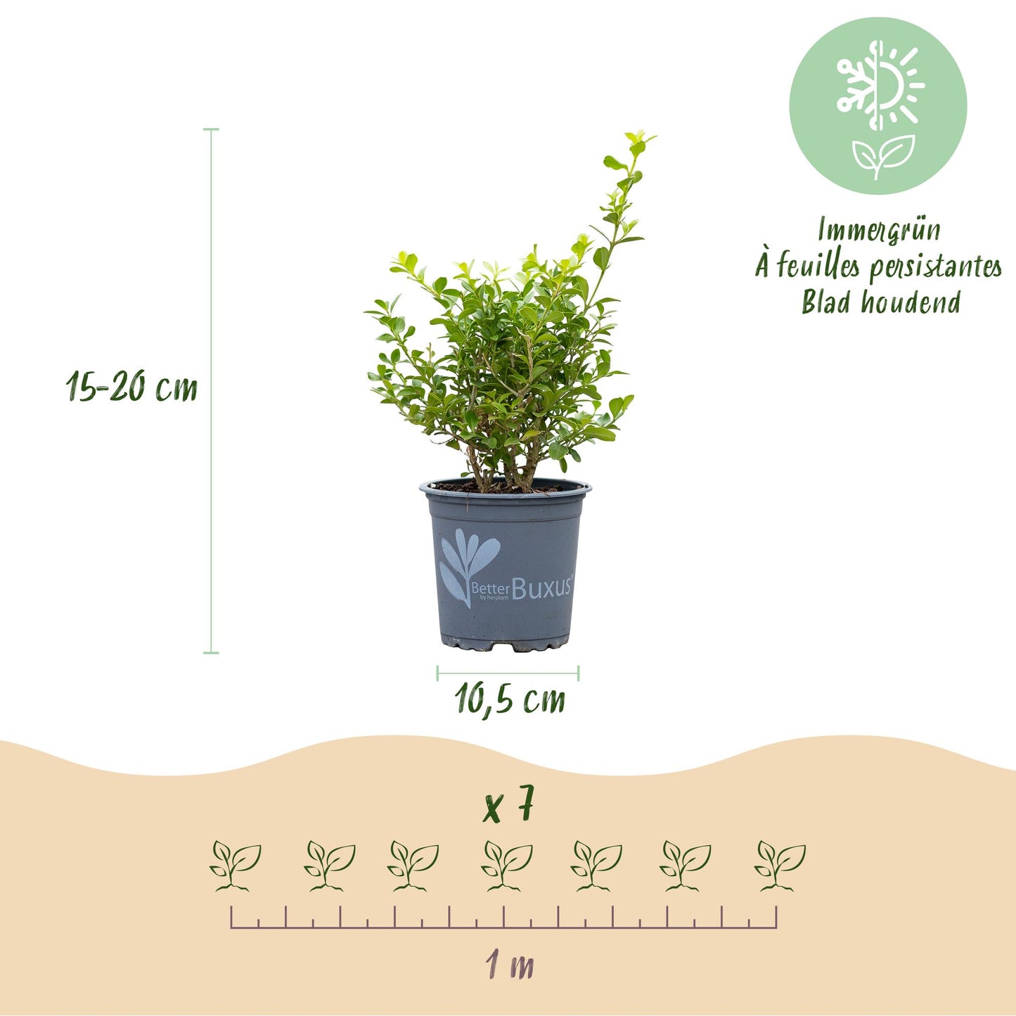 🌿 Buxus 'BetterBuxus Babylon Beauty' – Buxus Haag ( 14 stuks)