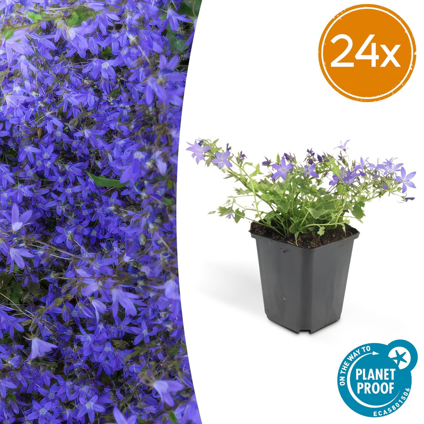 🌸 Campanula ‘Stella’ – Winterharde Bloeiende Bodembedekker (24 stuks)