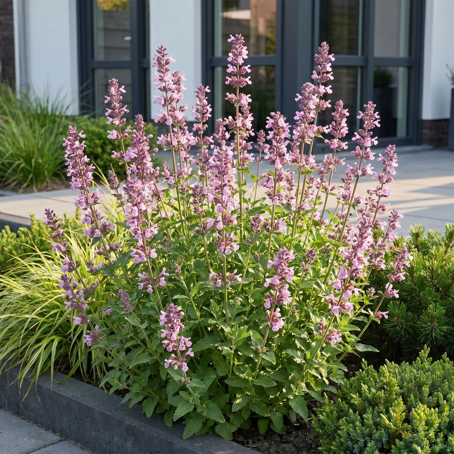 🌿 Nepeta sibirica 'Wild Orchid' – Roze Kattenkruid | 3 stuks