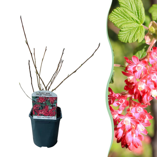 ❤️ Ribes sanguineum ‘King Edward’ – Sierbes