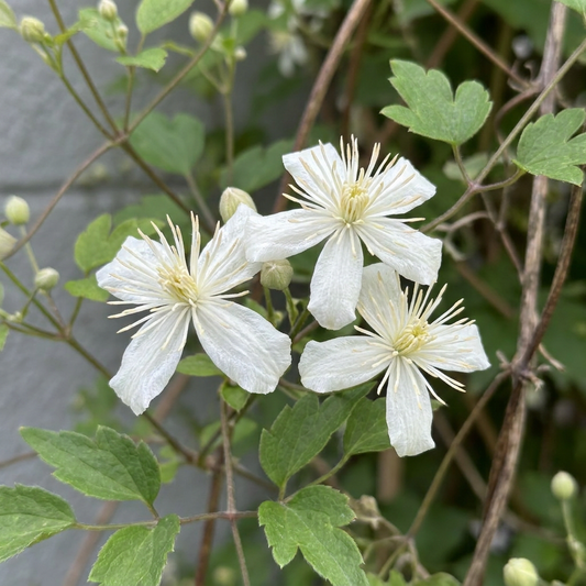 🤍 Clematis vitalba – Bosrank – Witte inheemse klimplant