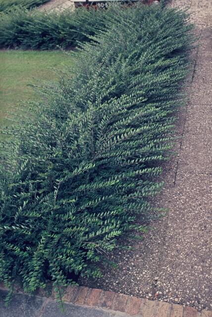 🌿 Lonicera pileata – Wintergroene Bodembedekker (24 stuks)