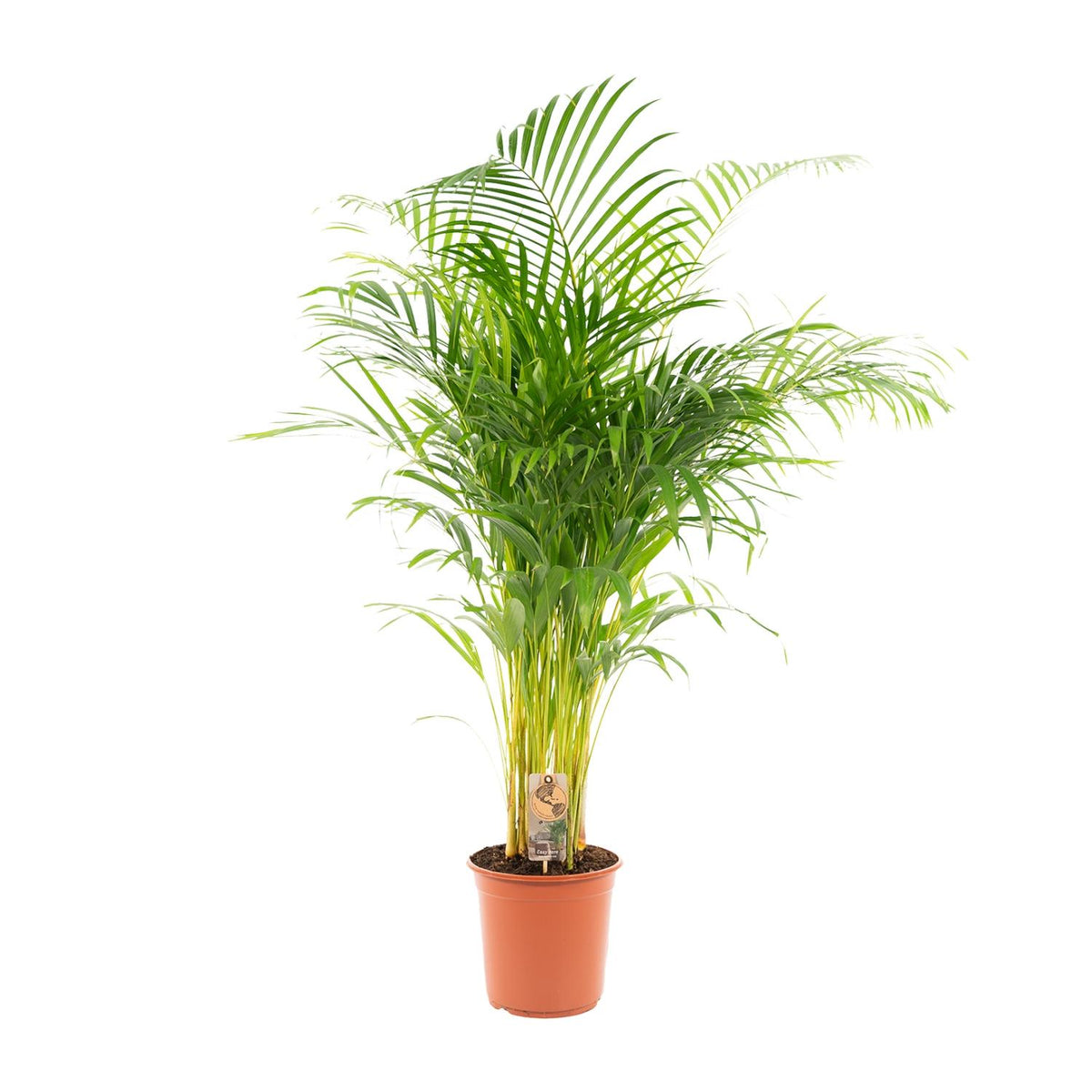 🌴 Areca Palm – Luchtzuiverende Tropische Kamerplant