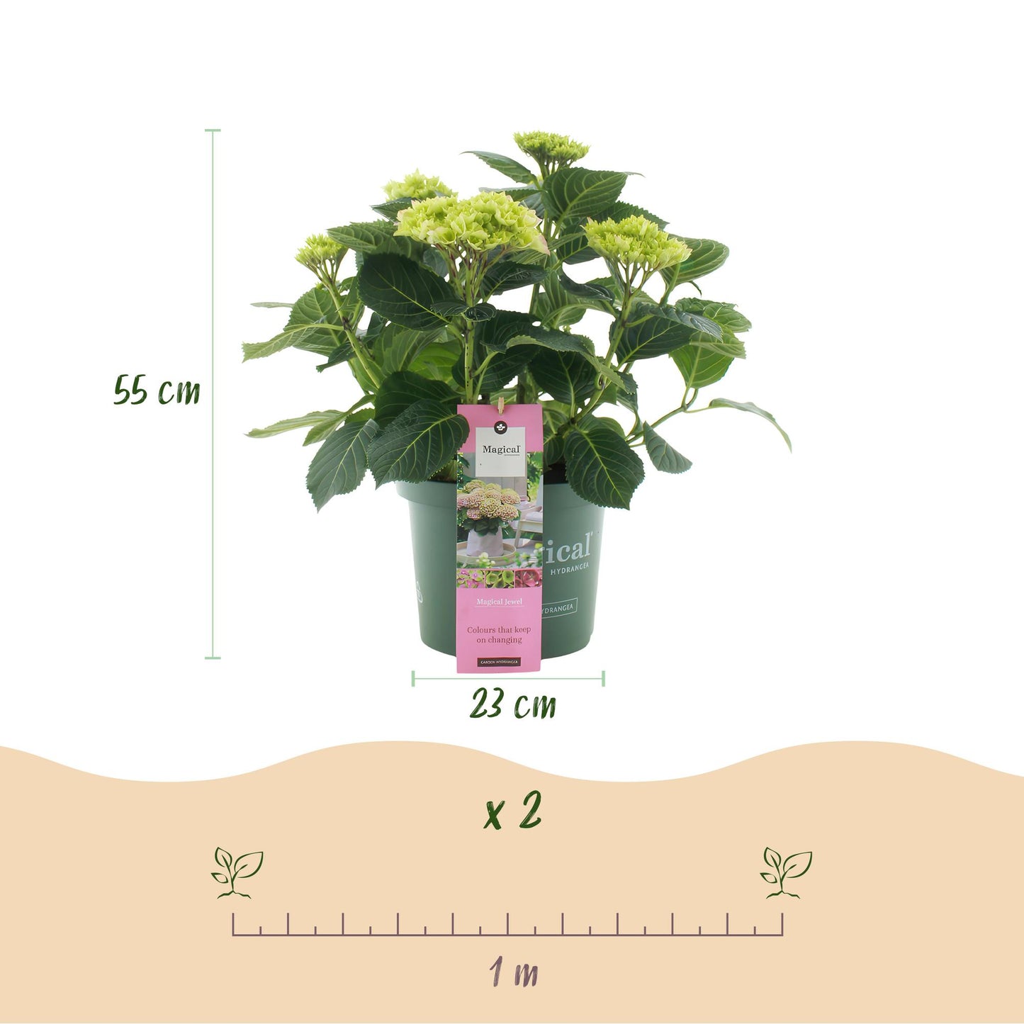 🌸 Hydrangea ‘Magical Jewel Pink’ – Roze Hortensia | (2 stuks)