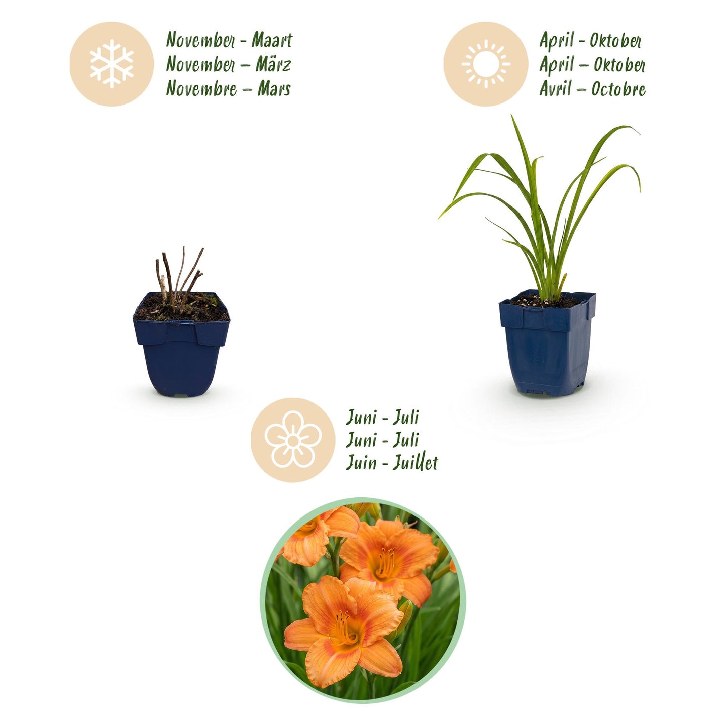 🌿 Hemerocallis 'Mauna Loa' – Oranje Daglelie | 3 stuks