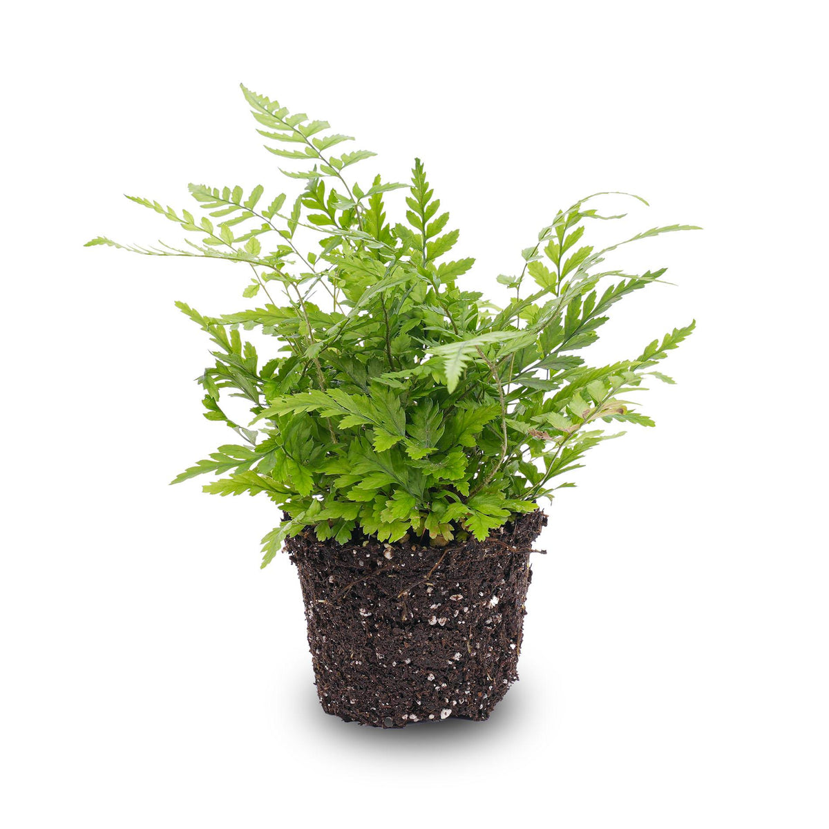 🌿 Athyrium spicatum – Varen