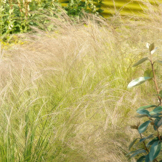 🌾 Stipa tenuissima ‘Ponytails’ | Siergras (24 Stuks)