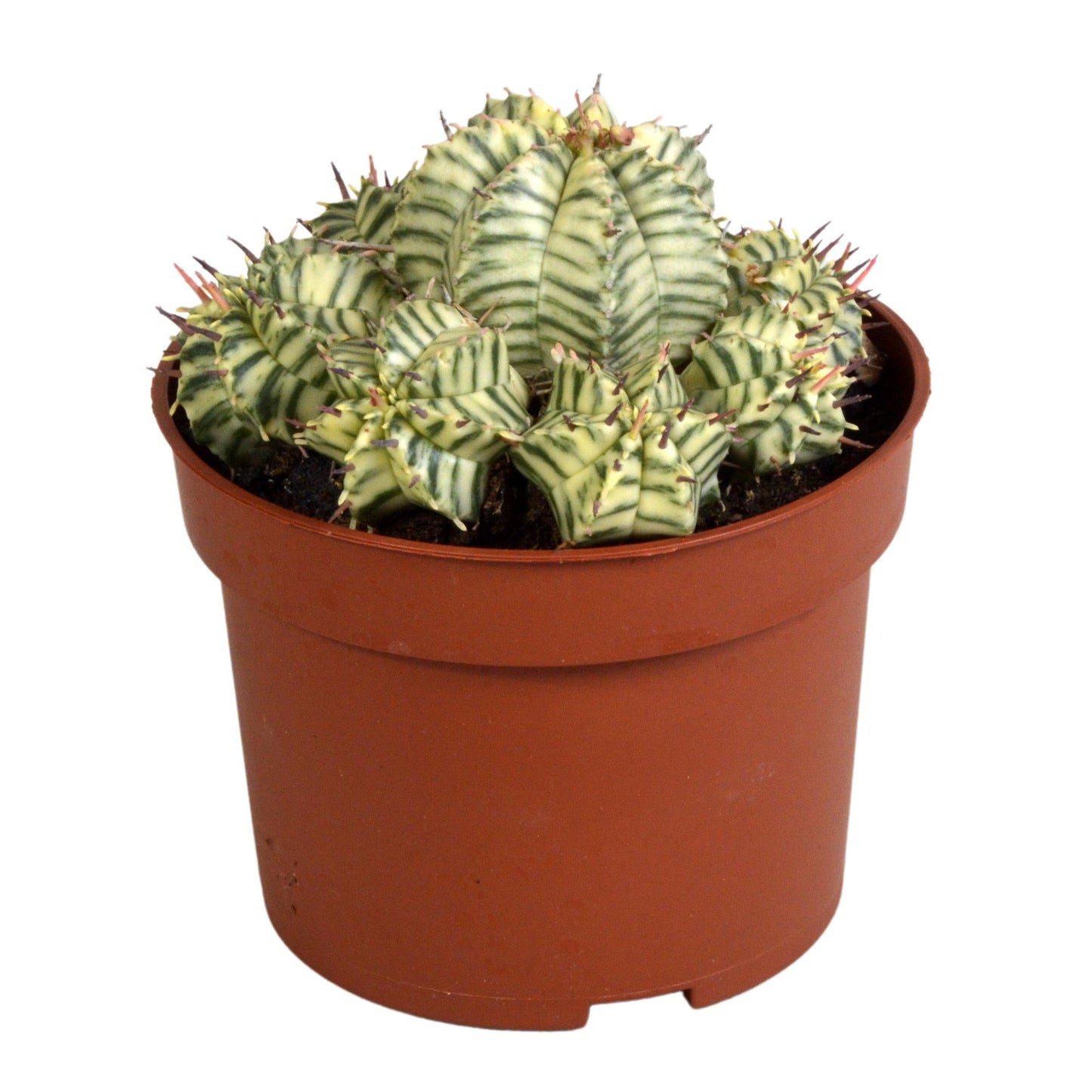 🌵 Euphorbia meloformis variegata – in Clay pot