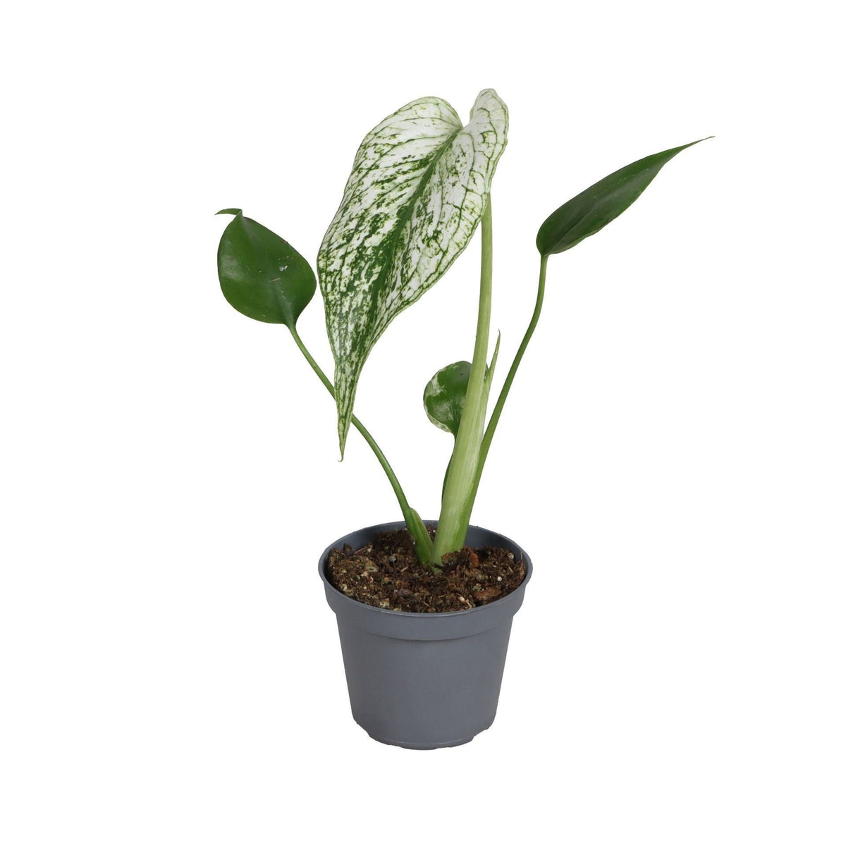 👹 Monstera ‘Devil Monster’ – Exclusieve bonte kamerplant