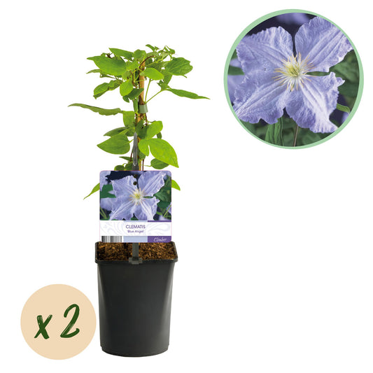 💙 Clematis ‘Blue Angel’ – Klimplant (2 Stuks)