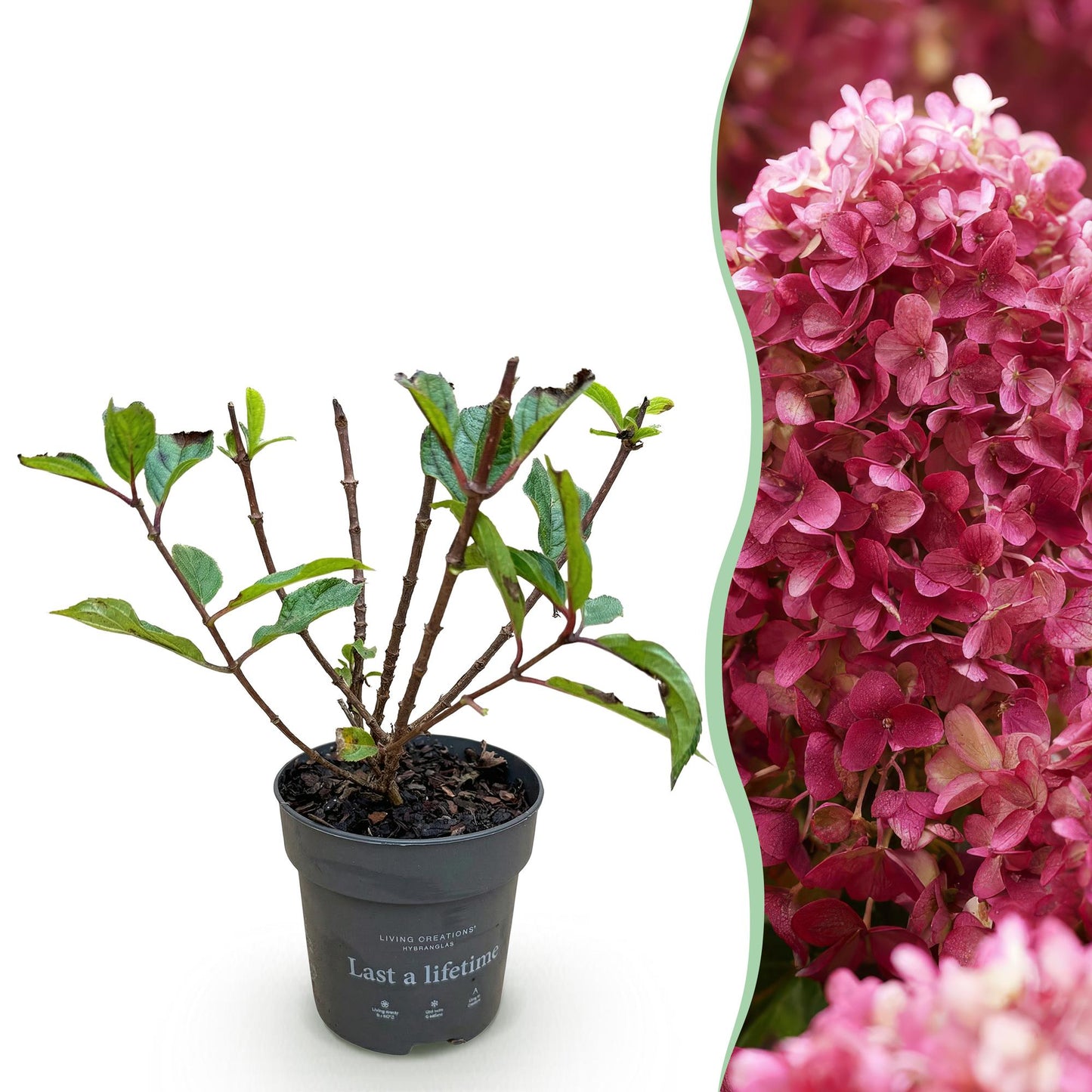 🌸 Hydrangea panniculata ‘Living Little Rosy’ – Pluimhortensia
