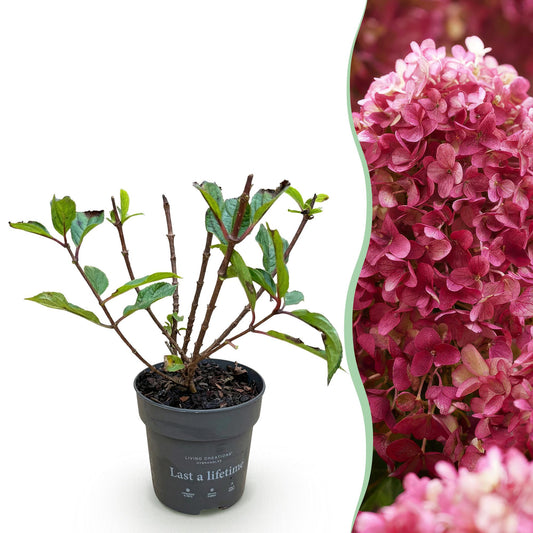 🌸 Hydrangea panniculata ‘Living Little Rosy’ – Pluimhortensia