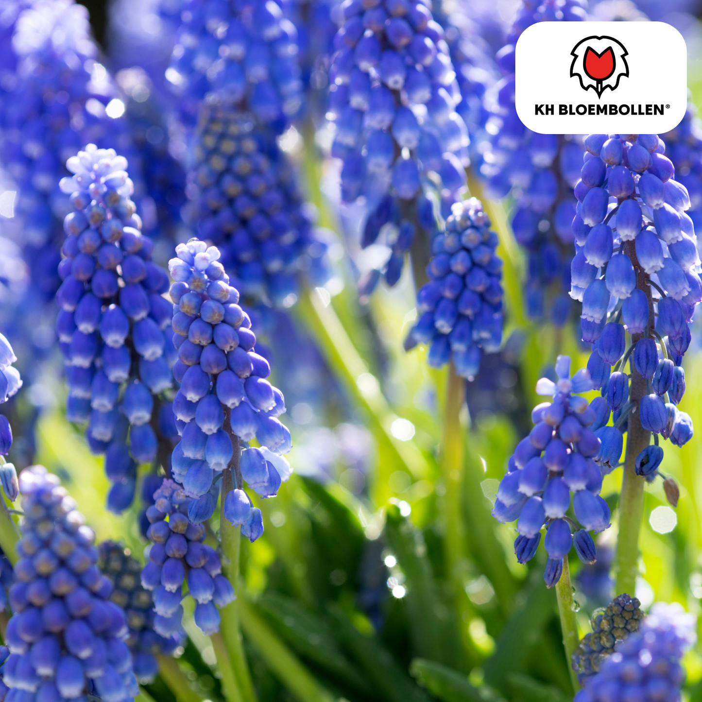Muscari ‘Bleu Moon’ 🌸 | Intens Blauw & Voorjaarsbloeier (20 stuks)