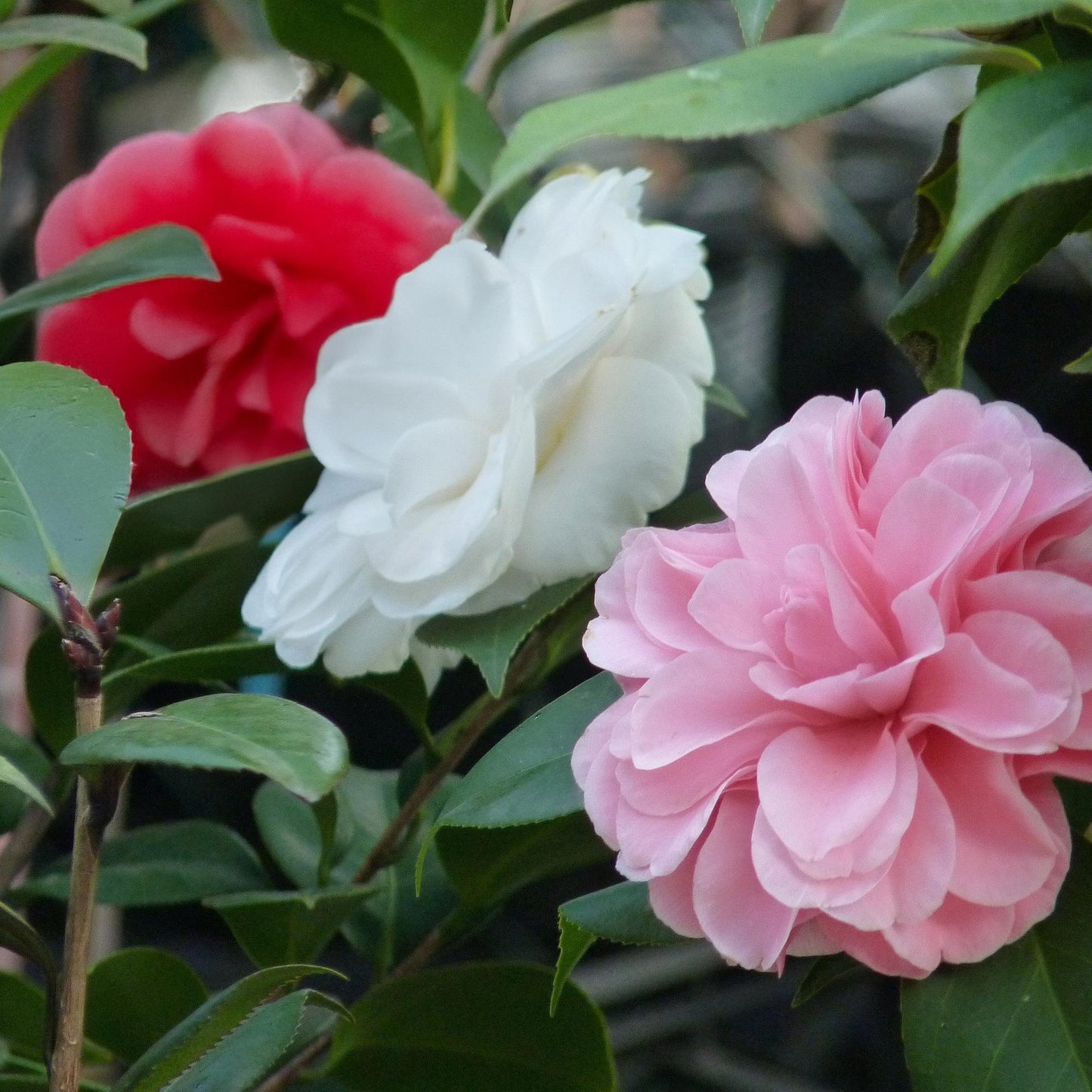 🌸 Camellia japonica ‘Tricolour’ – Camelia