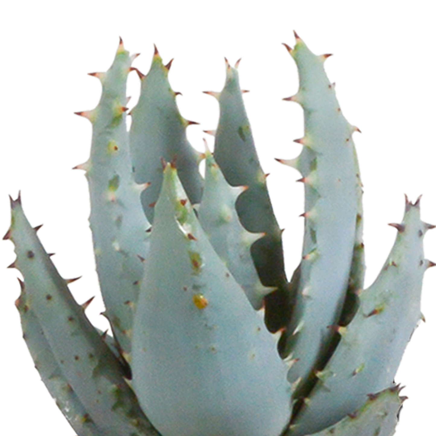 🌵 Cactus & Vetplanten Mix –  In witte pot (15 stuks)