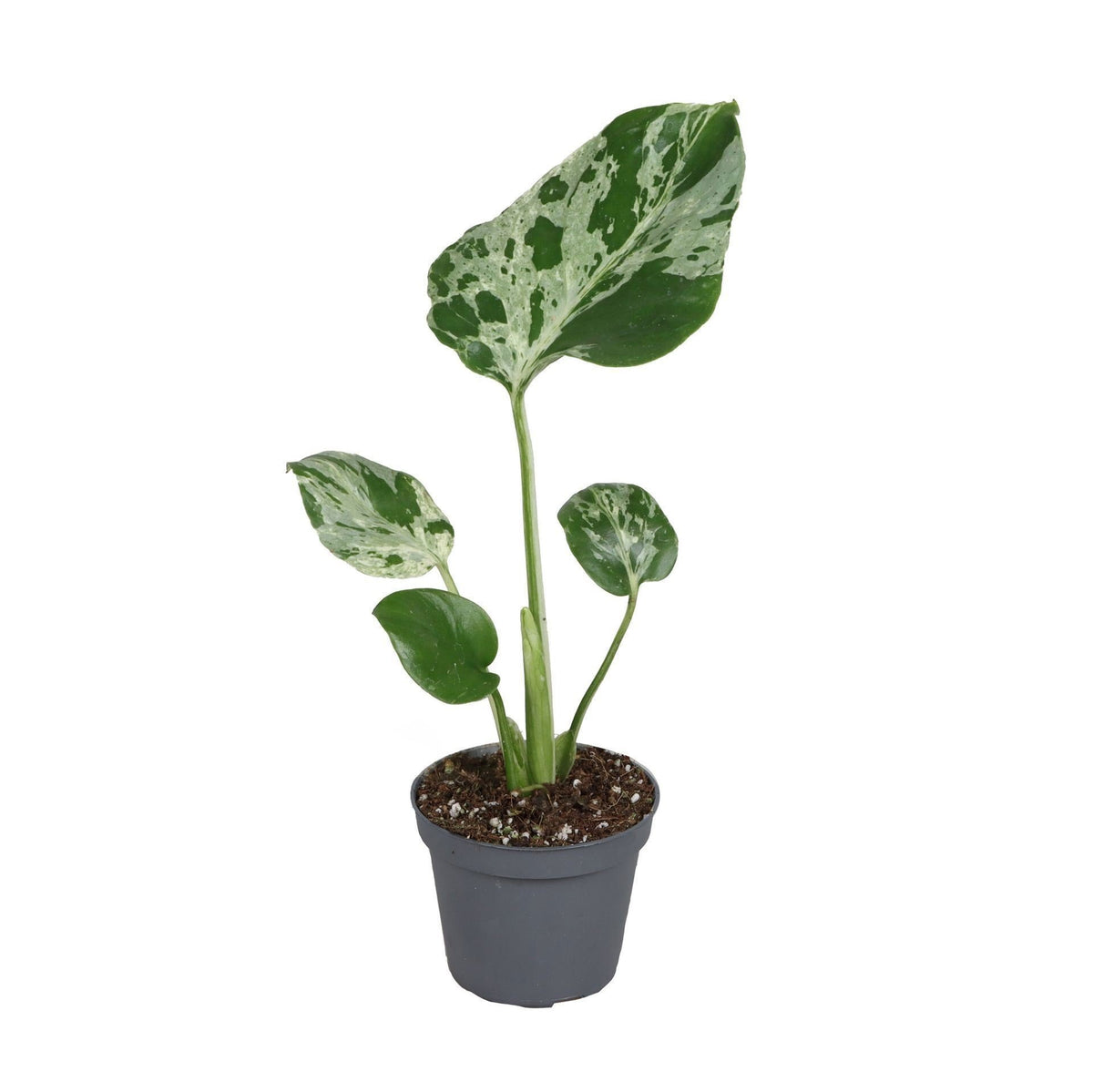 🌿 Monstera deliciosa ‘Bulbarsaur’ – Exclusieve bonte Monstera