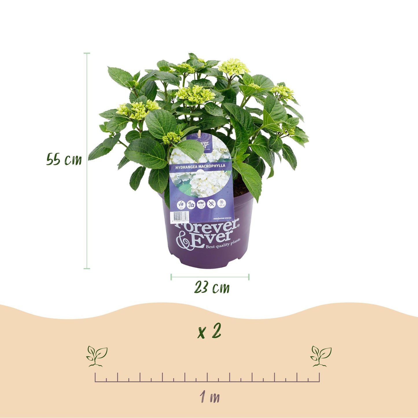 🤍 Hydrangea Forever & Ever Wit – Hortensia | (2 stuks)