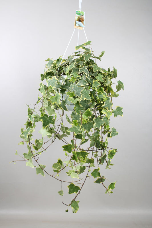 🌿 Hedera Helix ‘Gold Child’ | XXL Hangplant Klimop
