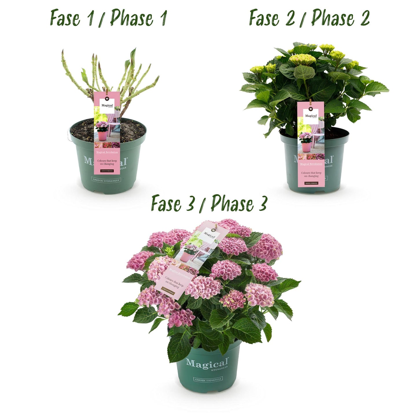 🌸 Hydrangea ‘Magical Revolution Pink’ – Roze Hortensia | (2 stuks)