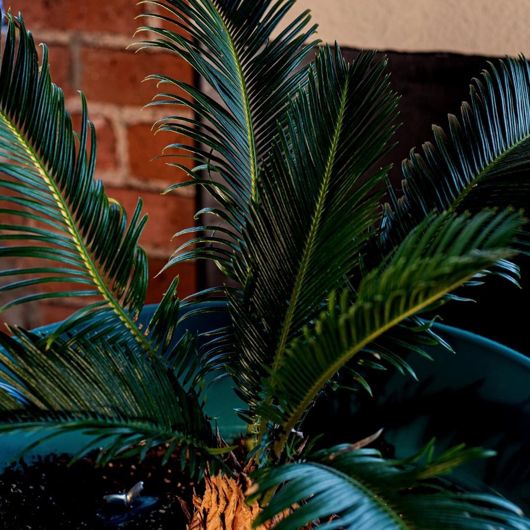 🌿 Culvita Mediterrane Potgrond 40L | Speciaal voor Olijf, Citrus & Palmen