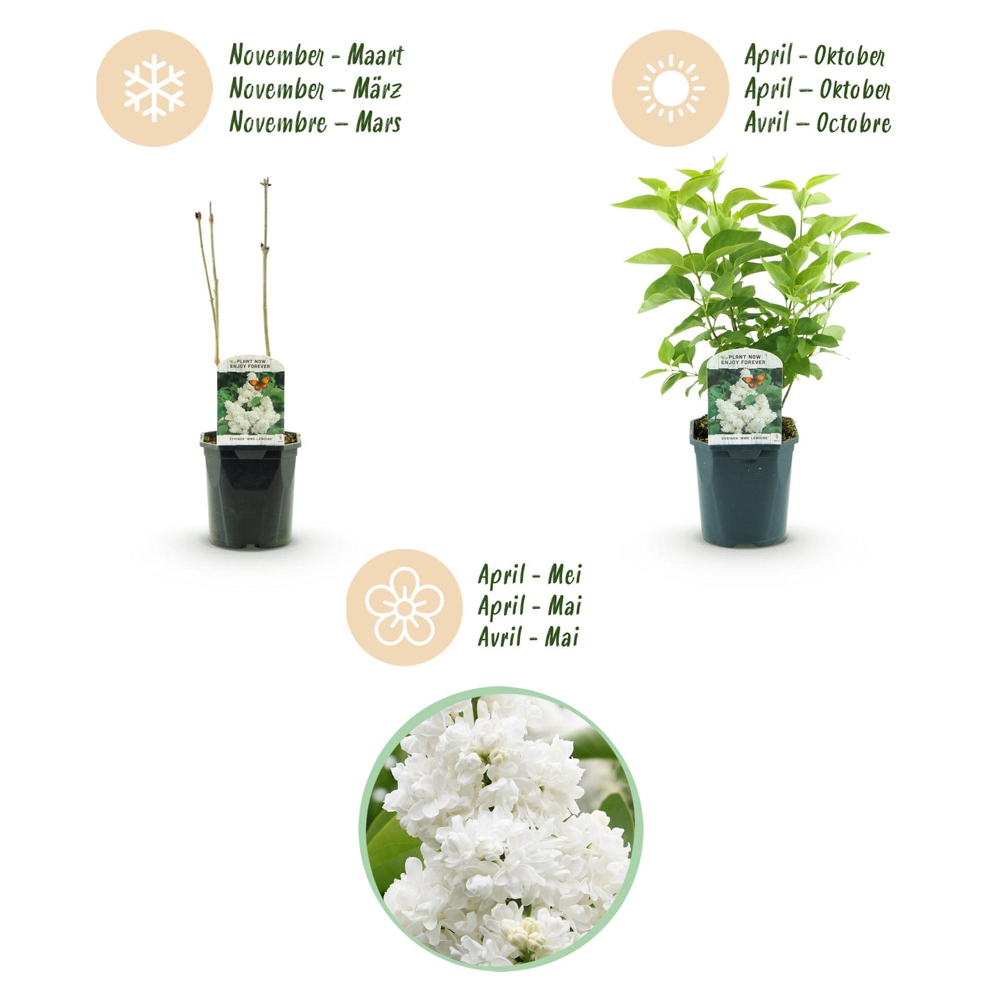 🤍 Syringa vulgaris ‘Mme Lemoine’ – Witte Sering