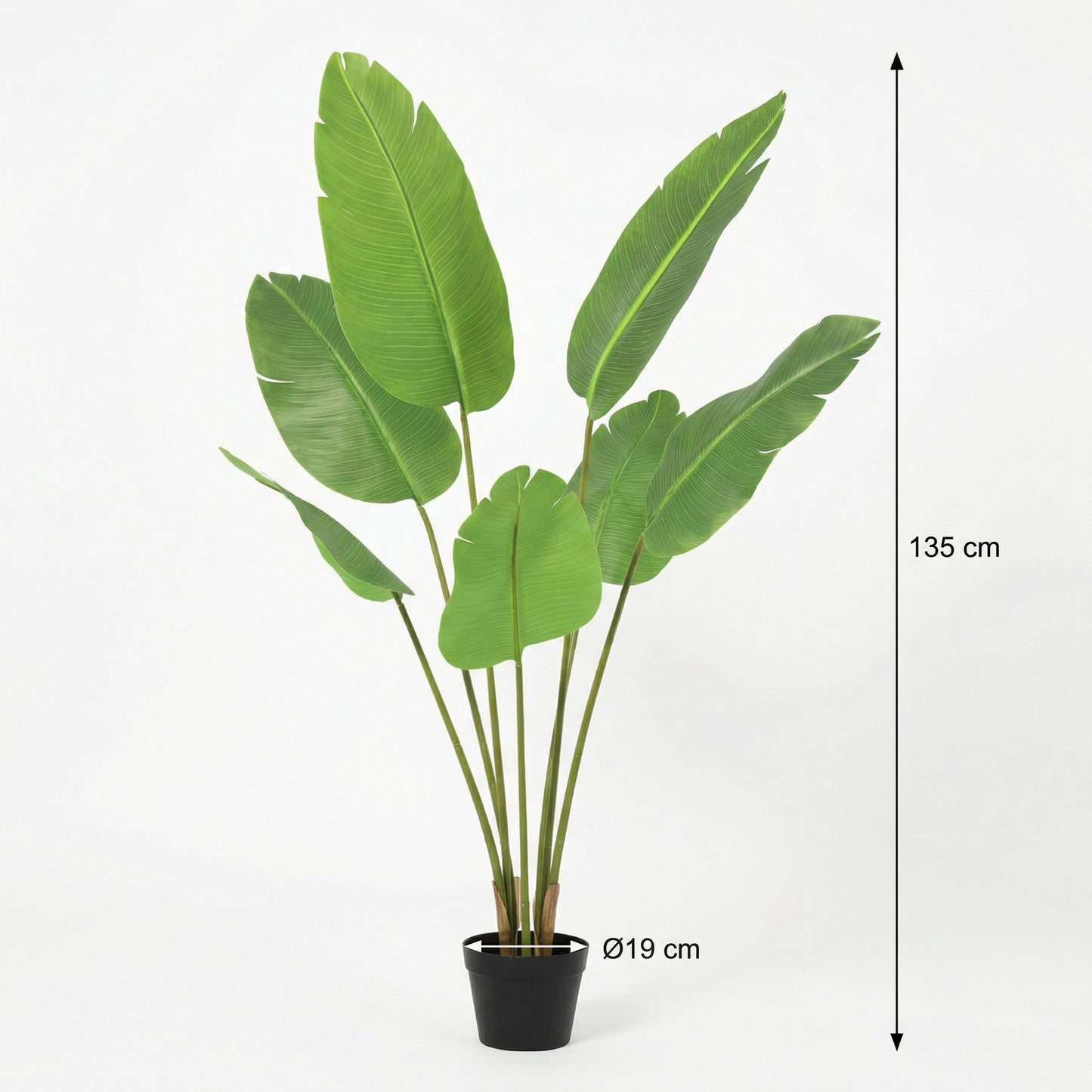 🌿 Kunst Strelitzia Nicolai