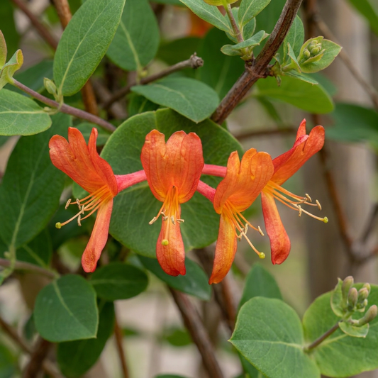 🌺 Lonicera × brownii ‘Dropmore Scarlet’ – Kamperfoelie – Rood-oranje klimplant