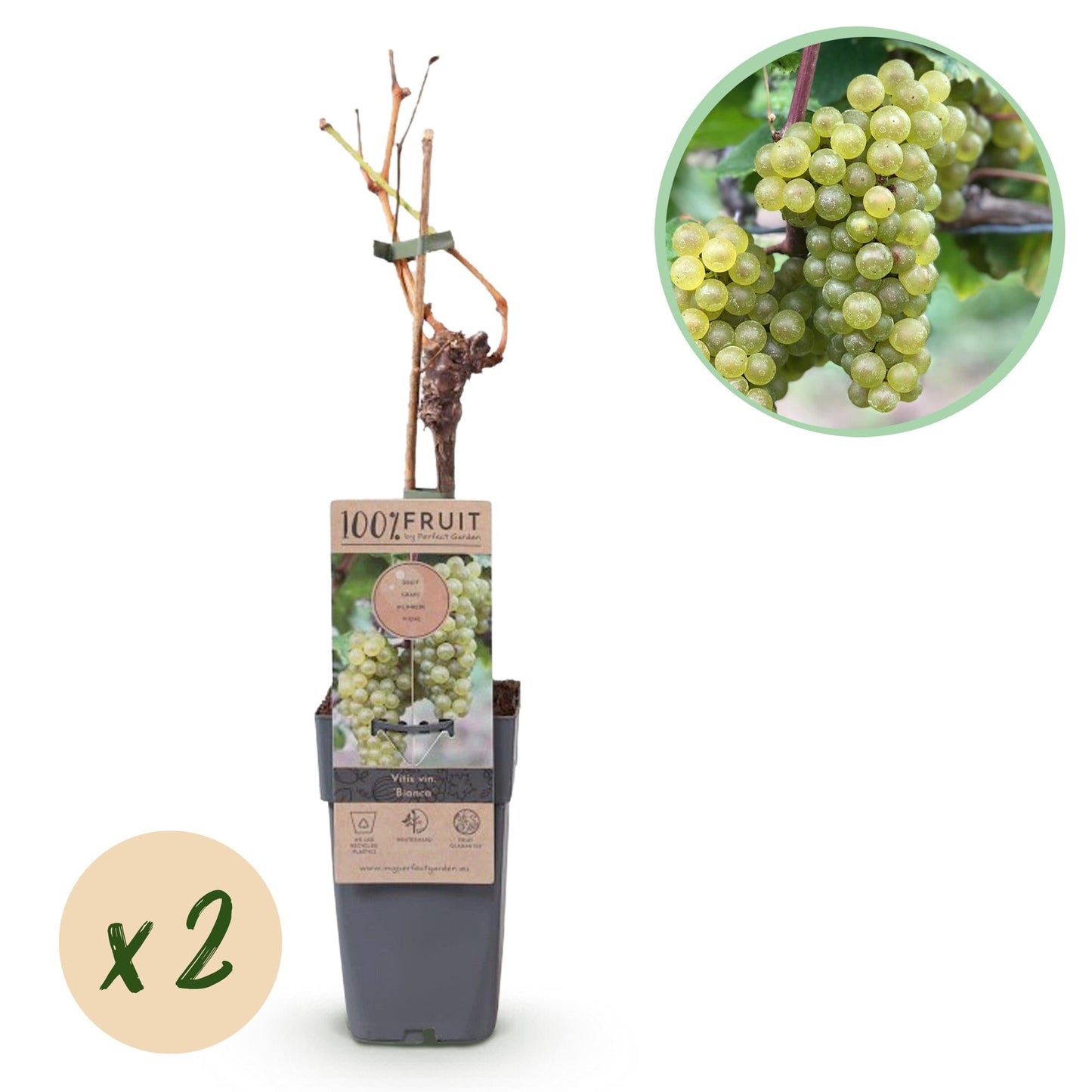 🍇 Vitis vinifera ‘Bianca’ – Witte Druif (2 Stuks)