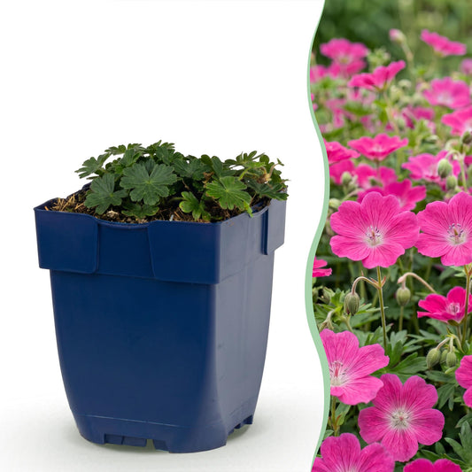 🌿 Geranium sanguineum 'Max Frei' – Ooievaarsbek | 3 stuks