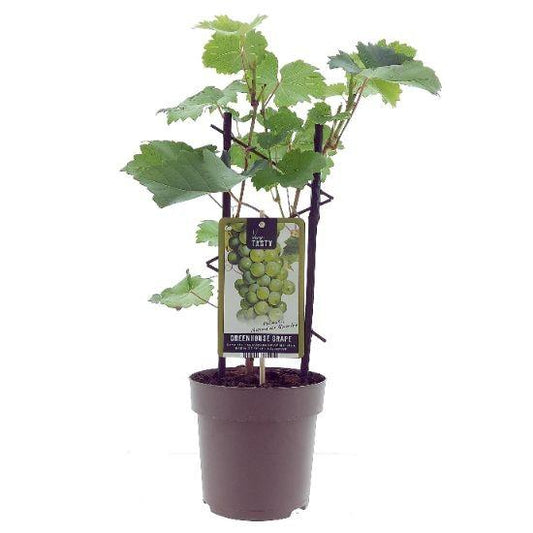 🍇 Vitis vinifera ‘Muskaat de Alexandrie’ – Witte Druif