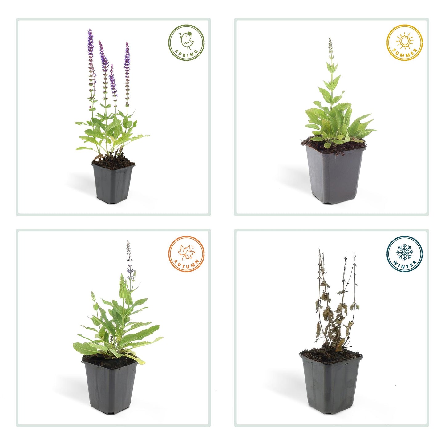 🌸 Salvia nemorosa ‘Ostfriesland’ – Salie (6 Stuks)
