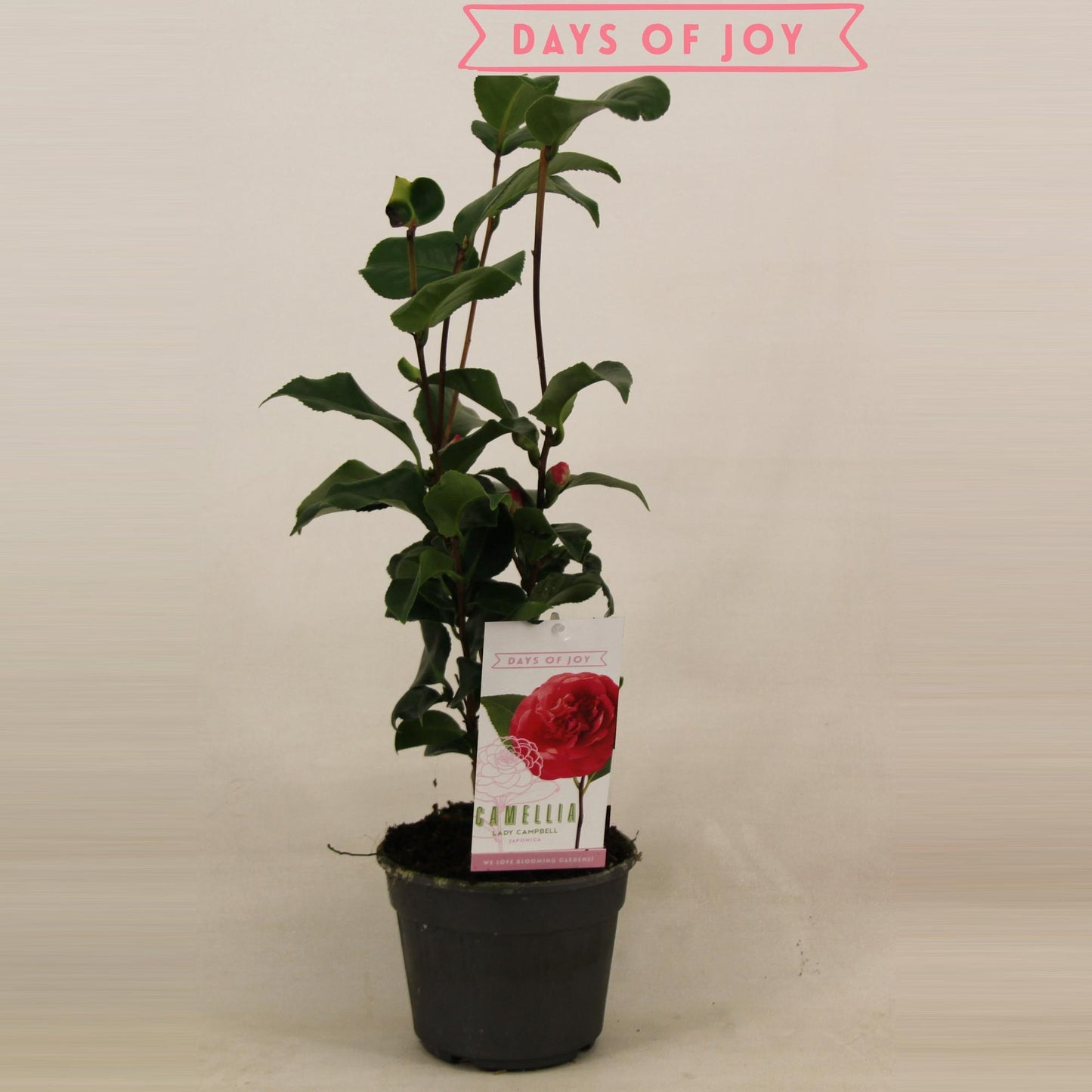 🌺 Camellia japonica 'Lady Campbell' | Elegante Winterbloeier voor Tuin & Terras